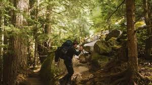 how-nature-walks-boost-creativity-and-calm